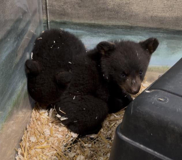 A Desperate Online Listing Sparks Alarm