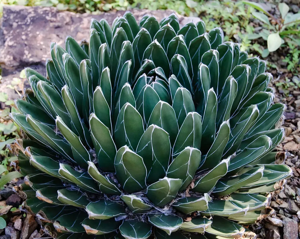 Which 5 Zodiac Signs Share the Resilient Spirit of Ancient Desert Succulents?