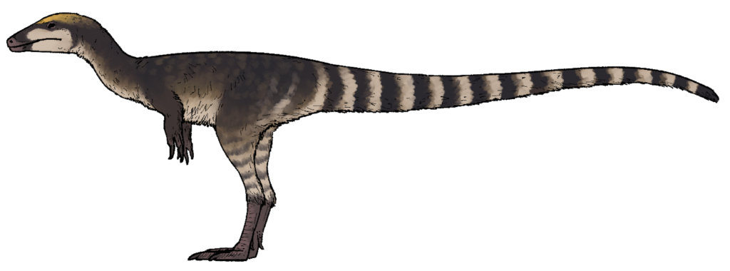 Striped Tails and Banding: Confusing Eyes and Breaking Up Shapes 