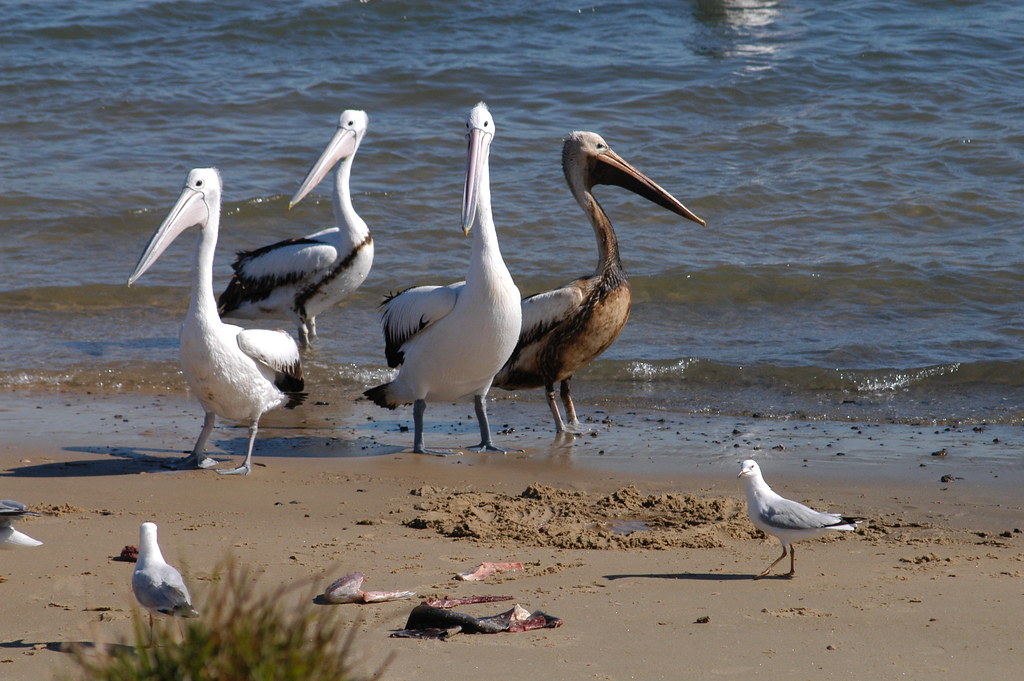Sharks and Seabirds Lead Marine Gains