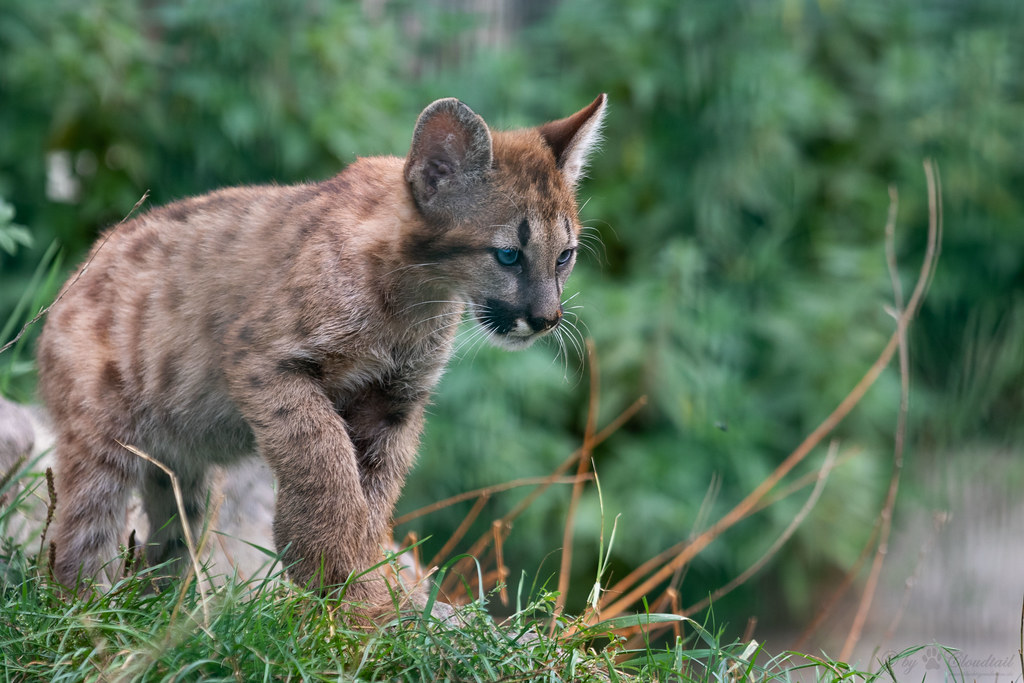 A Perilous Roadside Encounter Sparks Urgent Action