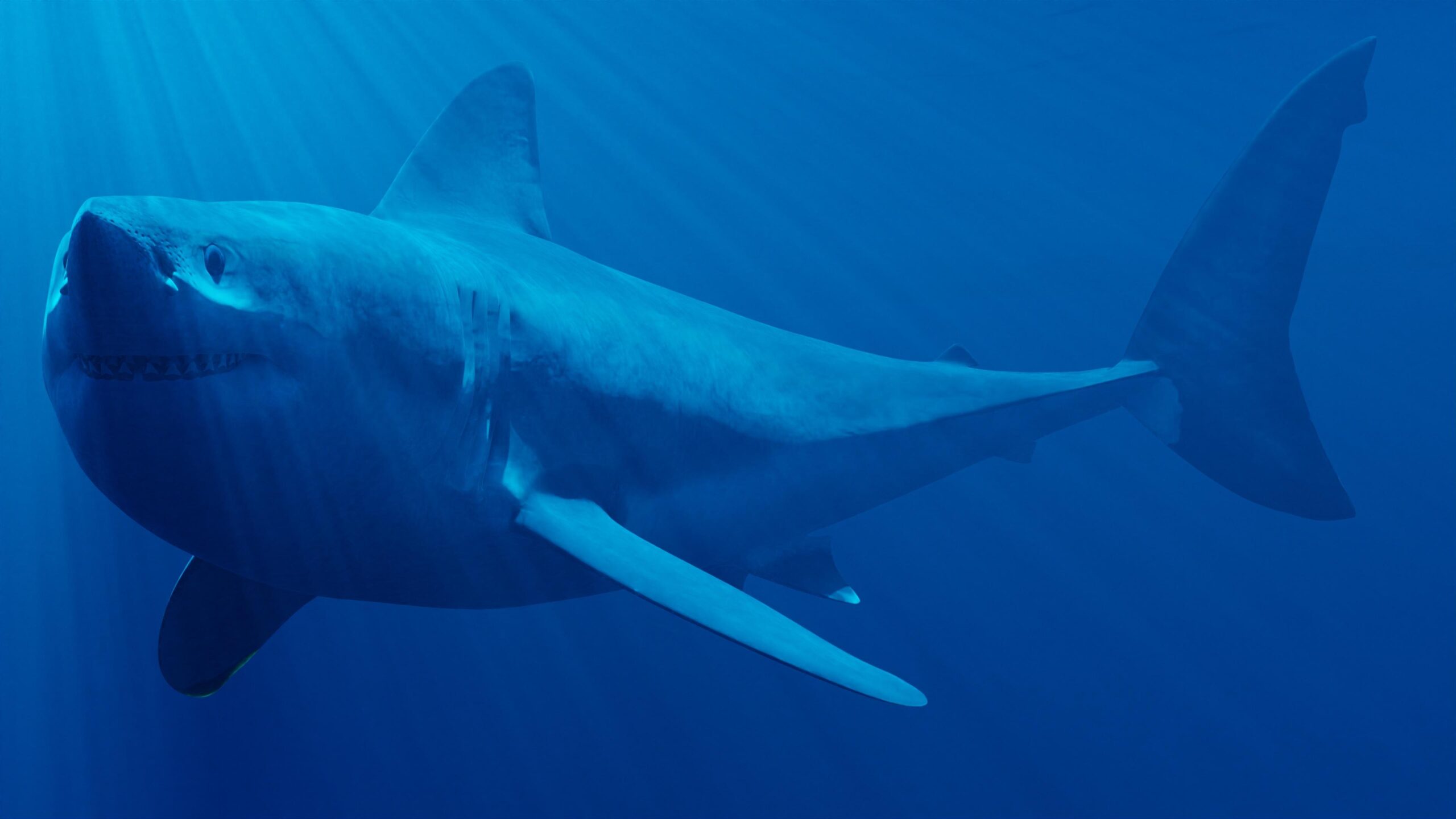 6. Megalodon Is Definitely Extinct - No Matter What the Movies Say