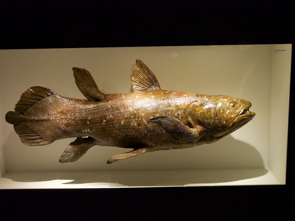 6 Zodiac Signs That Possess the Adaptability and Persistence of a Coelacanth
