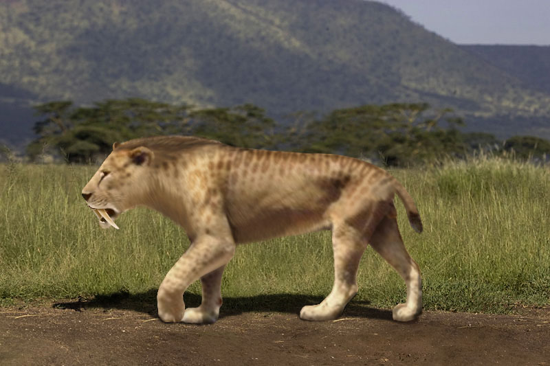 10. The Saber-Toothed Cat's Specialized Predatory Tools