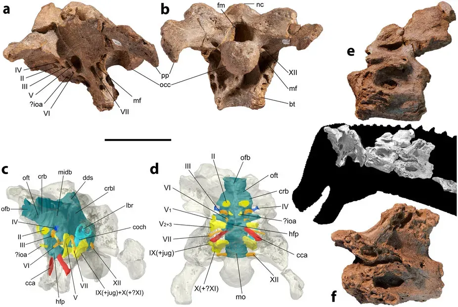 Paleontologists Are Closer to Understanding Dinosaur Brains Than Ever Before