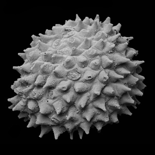 4. Acritarchs: Mysterious Organic Spheres That Track Early Eukaryotes 