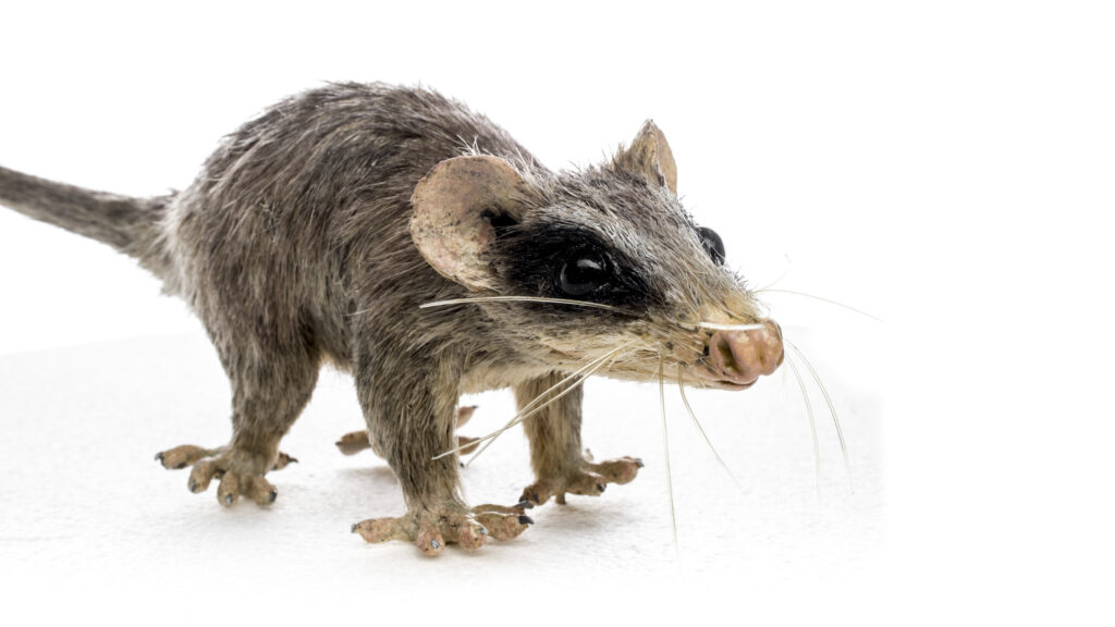 8. The Mammalian Takeover After the K-Pg Extinction: Evolution's Second Wind 