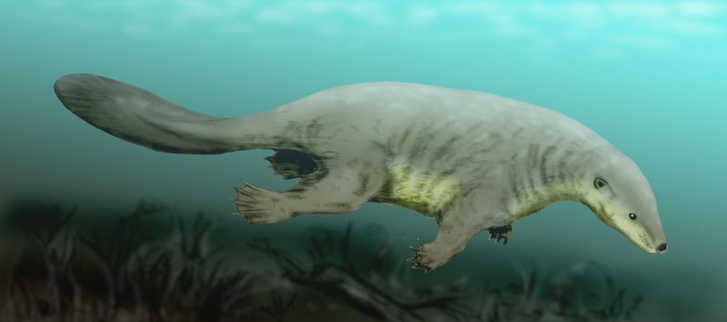 3. Castorocauda: The Jurassic Swimmer That Defied Expectations