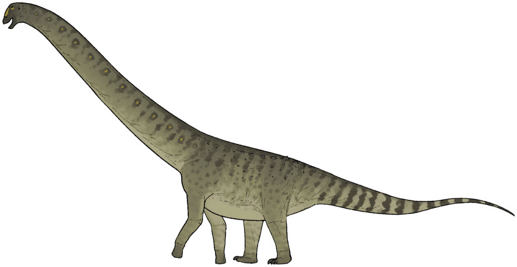 Chadititan Calvoi and the Rinconsaurian Mystery