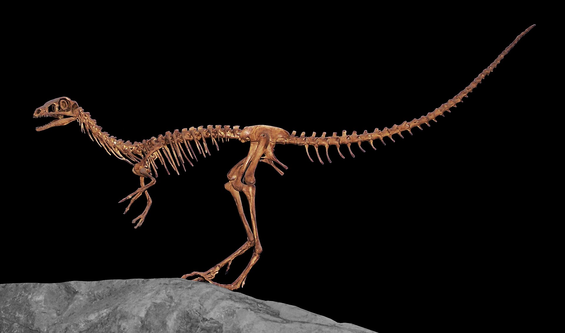 12. The “Smallest Dinosaur Ever” Title Keeps Changing as New Fossils Are Found