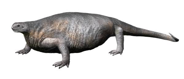 8. Cotylorhynchus: The Round‑Bodied Giant of the Early Permian