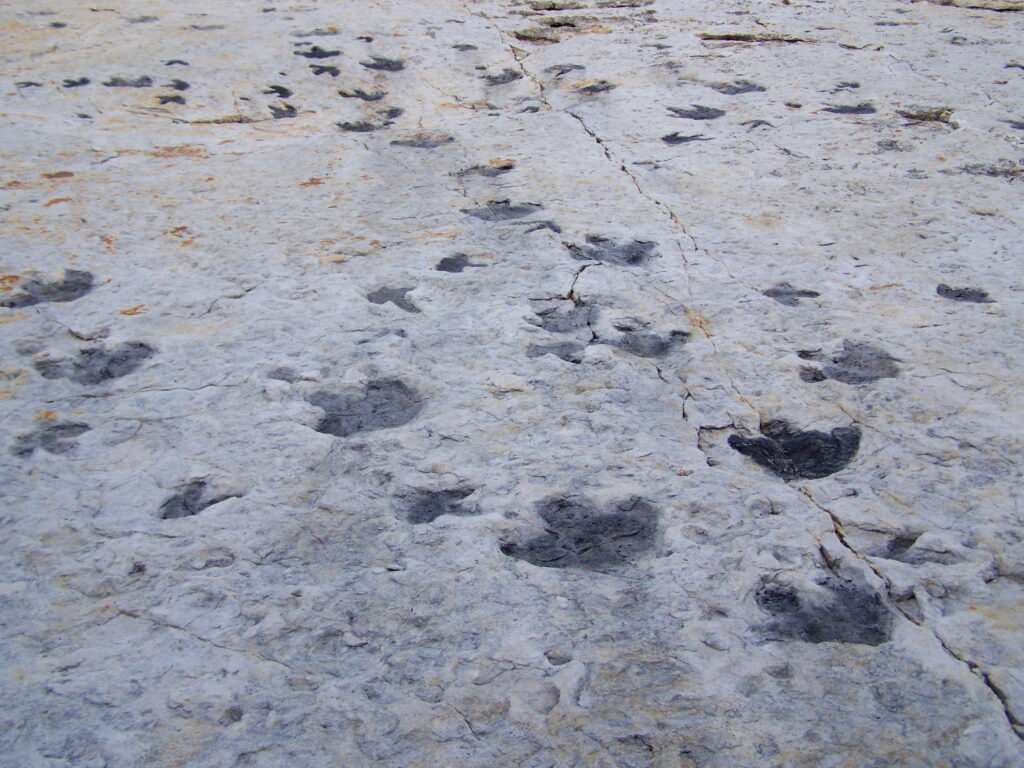 4. Dinosaur Ridge, Colorado: Tracks on a Tilted Shoreline