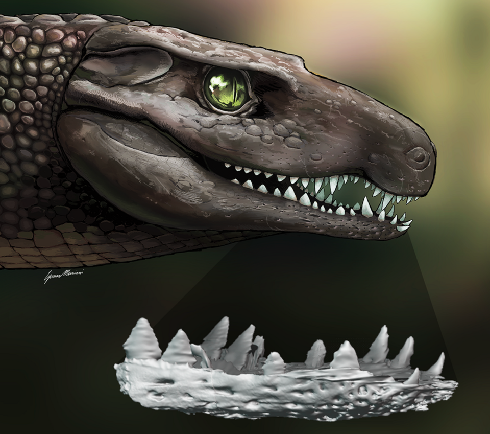 A Breakthrough Skull Emerges from Fragmentary Past