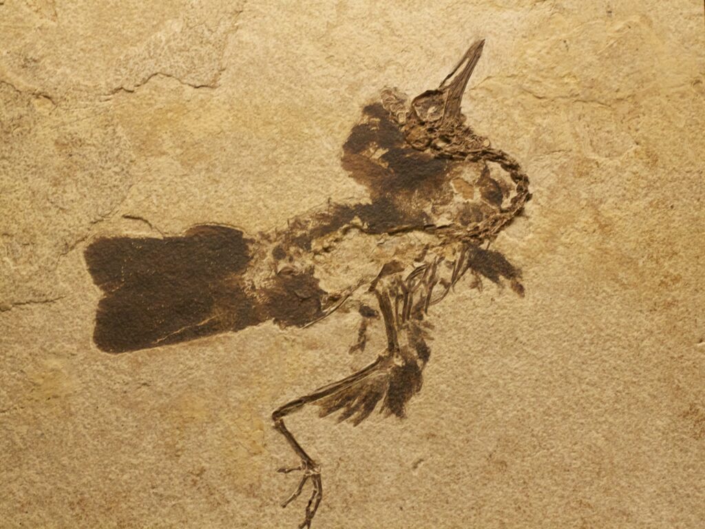 New Fossil Discoveries Are Rewriting the History of Bird Evolution