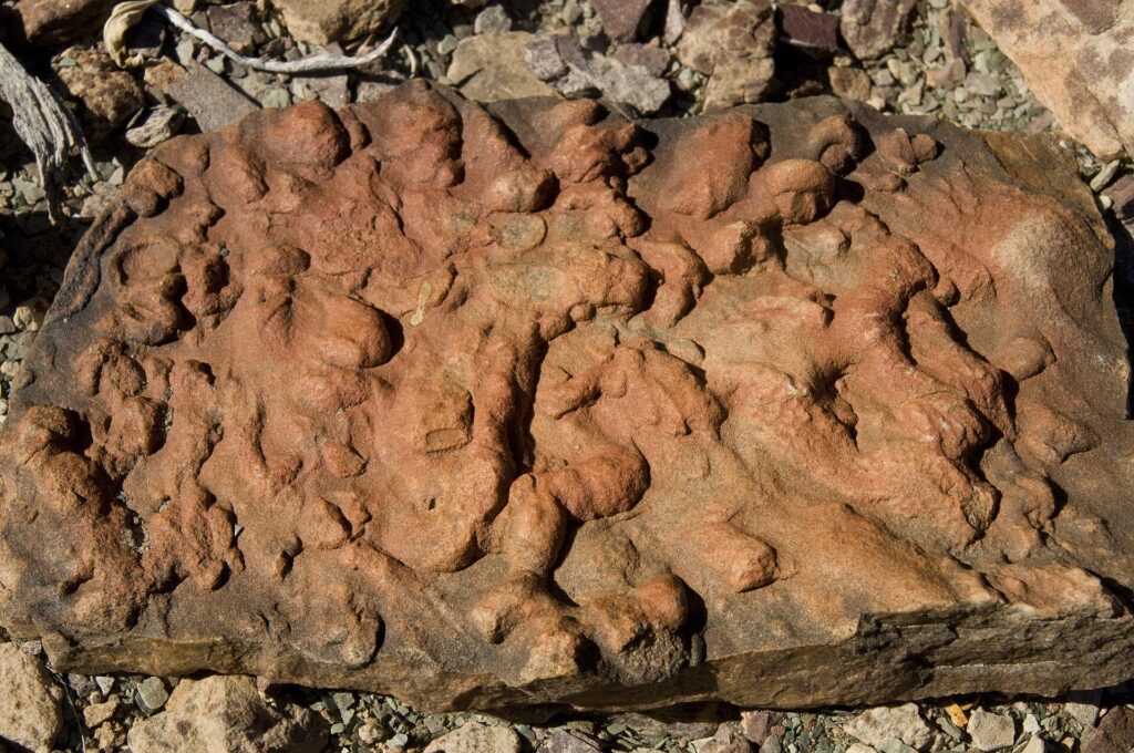 Serendipitous Breakthrough in Ancient Shales