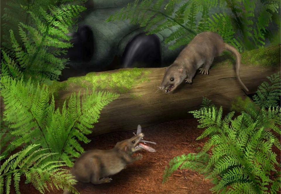 How Tiny Mammals Outsurvived the Dinosaurs and Took Over Earth
