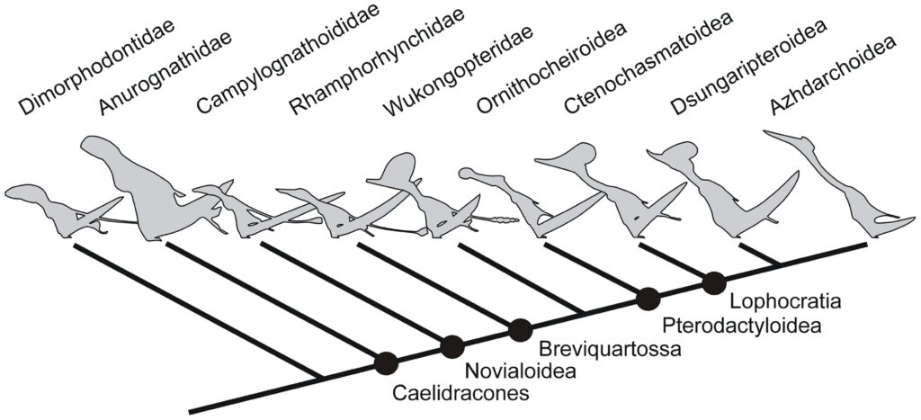 Reading the Evolutionary Sequence Step by Step