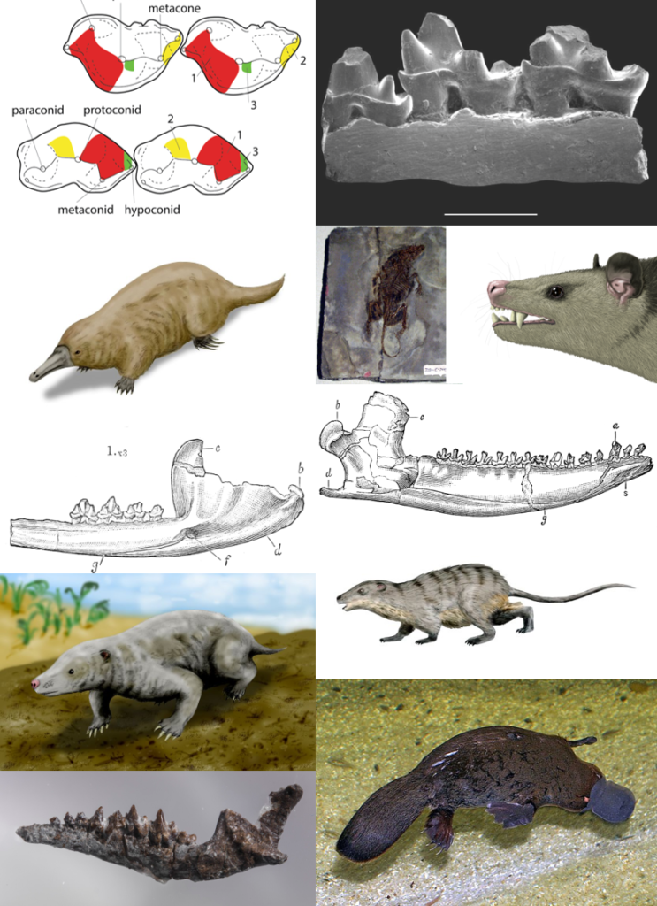 Surprising Diversity: You Would Not Believe What Early Mammals Could Do 