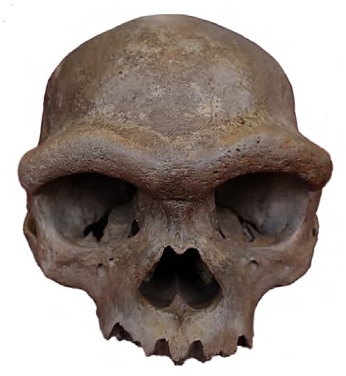 The Dragon Man Skull: A New Contender for Our Closest Ancient Relative