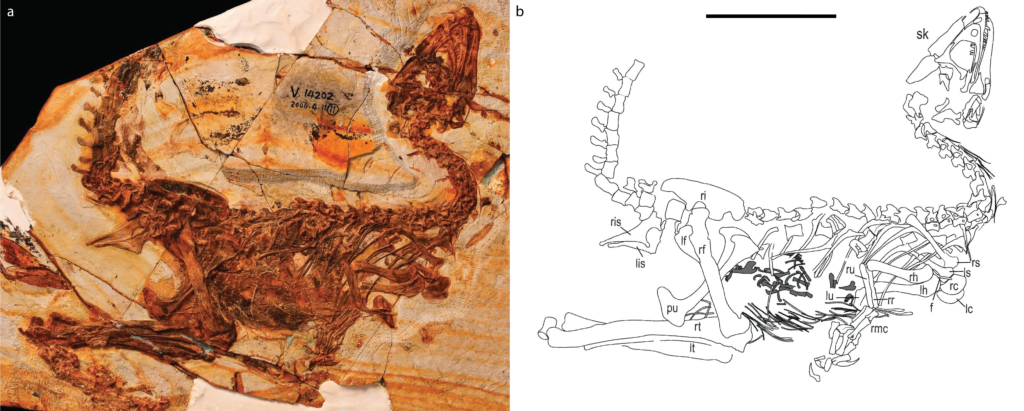 1. The Feathered Dinosaur That Ate a Mammal for Its Last Meal