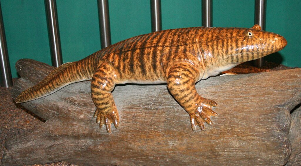 Conquering the Land: The Rise of True Tetrapods