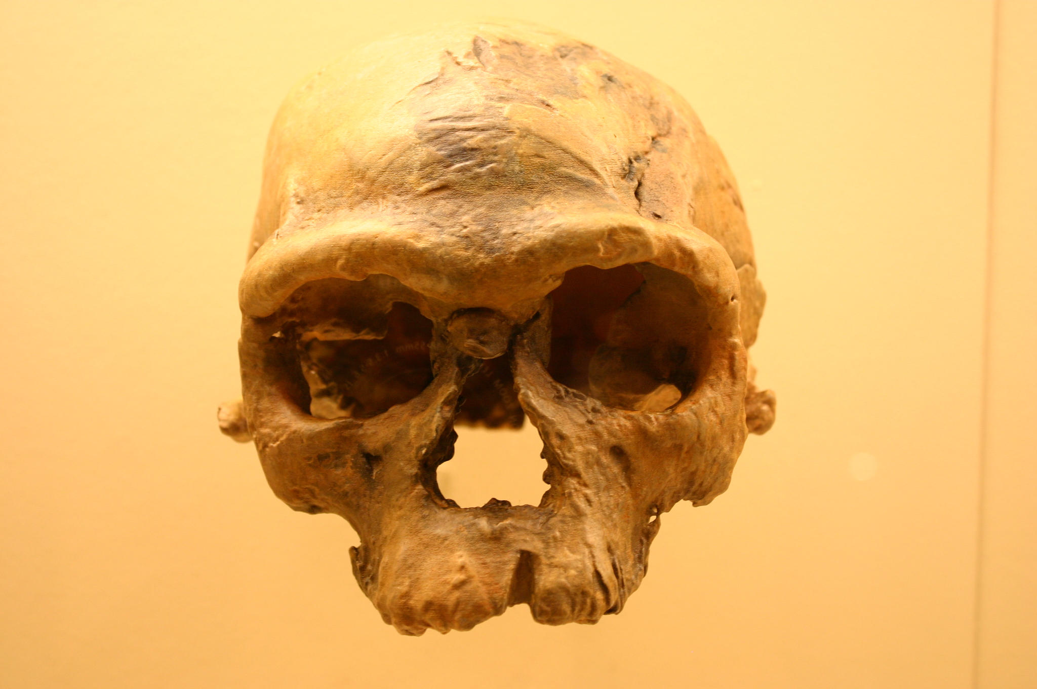 8. Jebel Irhoud and the New, Older Face of Homo sapiens