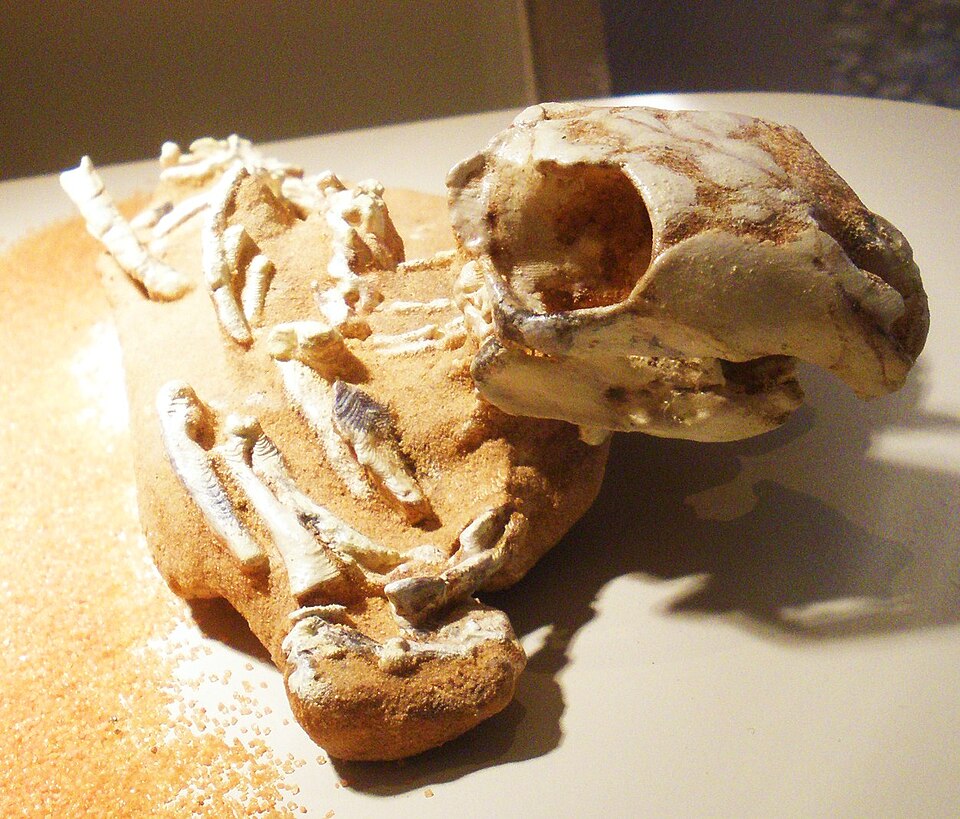 10. Kriptobaatar and Its Kin – Burrowing Mammals of the Cretaceous 