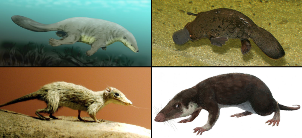 The Three Great Lineages: What You Carry Forward from the Mesozoic 