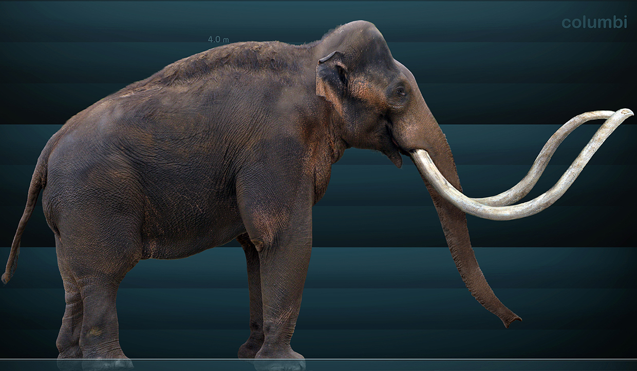 Mammuthus columbi – The Columbian Mammoth of American Grasslands