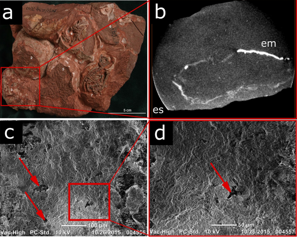 4. The Massospondylus Nesting Site - 190 Million Years of Parenting
