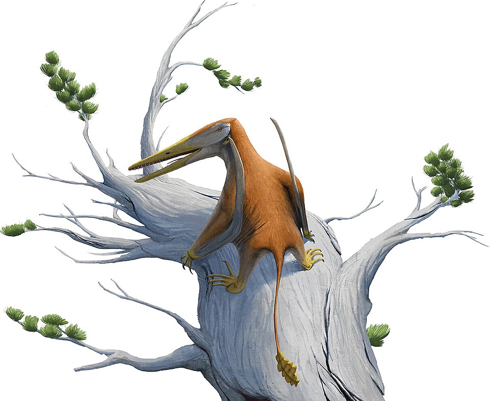 7. A New Species From Patagonia Reshuffled the Entire Pterosaur Timeline 