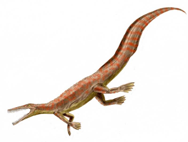 Mesosaurus: The Swimmer That Proved Continents Move