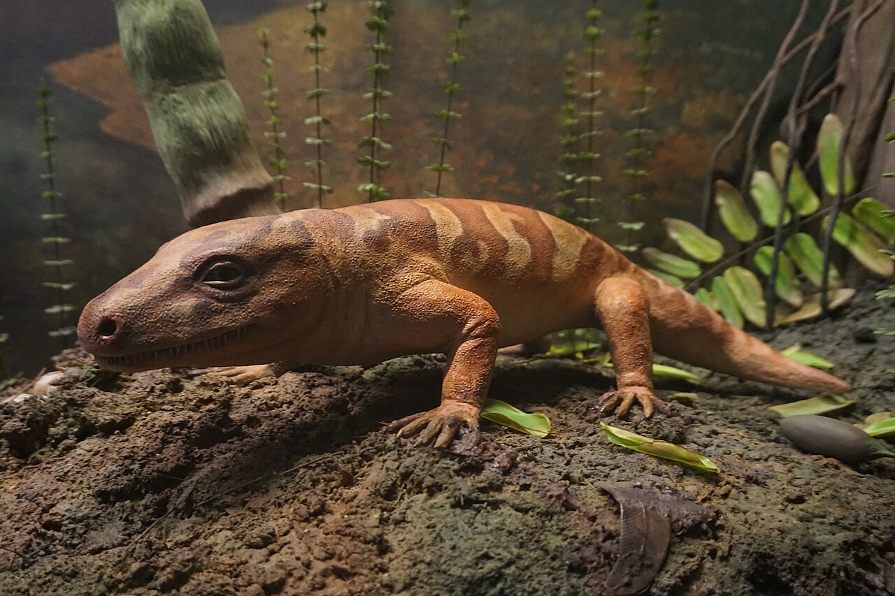 5. Seymouria: The Amphibian That Lived Almost Like a Reptile 