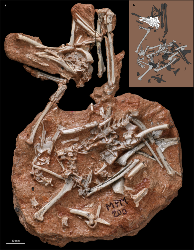 Navaornis hestiae: The Fossil That Filled a 70-Million-Year Gap