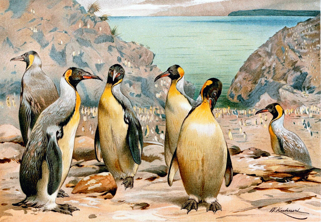 11. Palaeeudyptes – The Penguin That Could Look You in the Eye