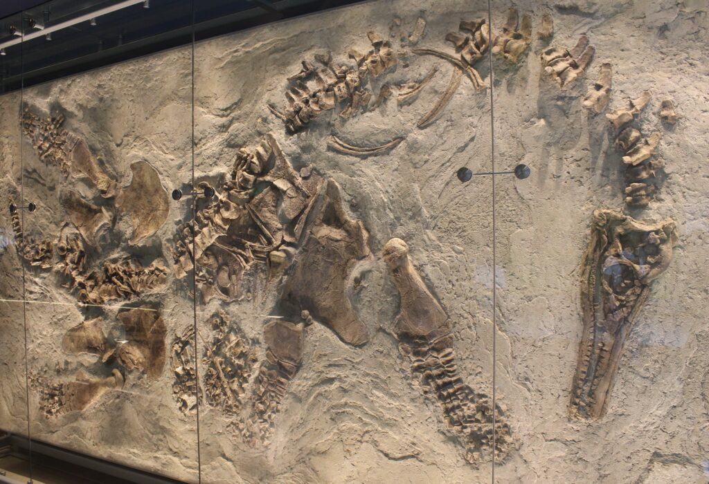 5. The Pregnant Plesiosaur at the Natural History Museum of Los Angeles County