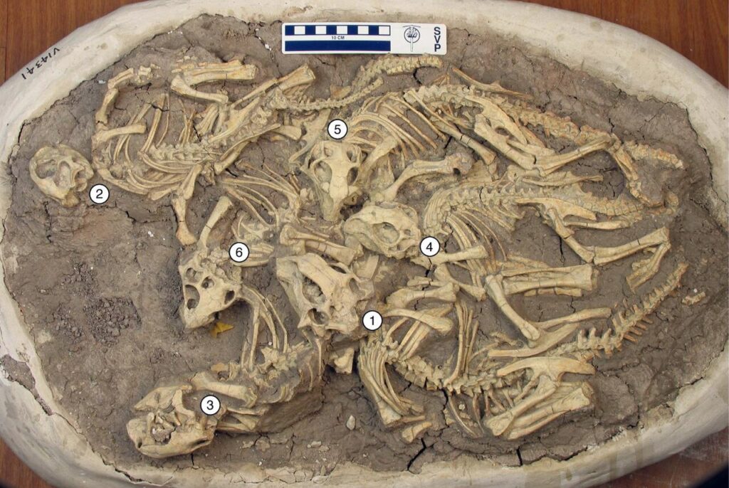 Fossil “Family Portraits”: Adults and Young Preserved Together 