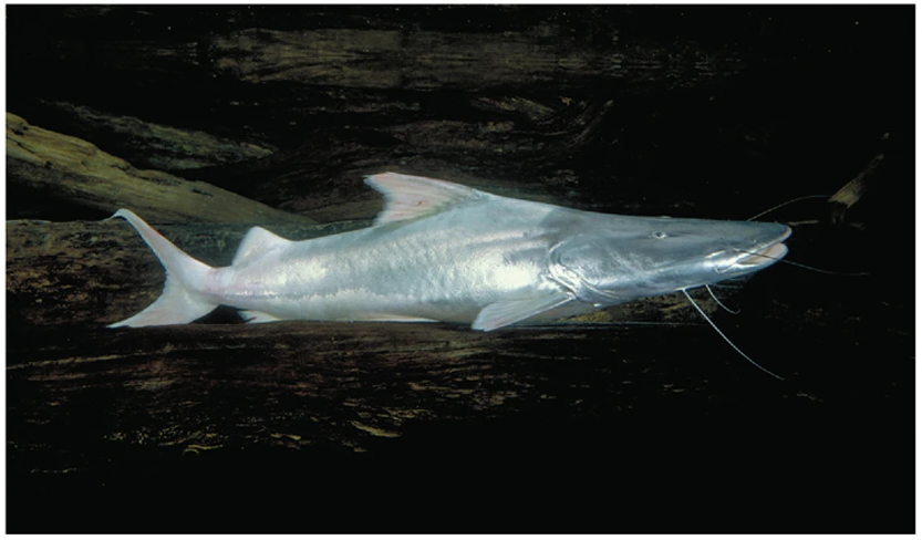 A Fish That Swims the Length of a Continent