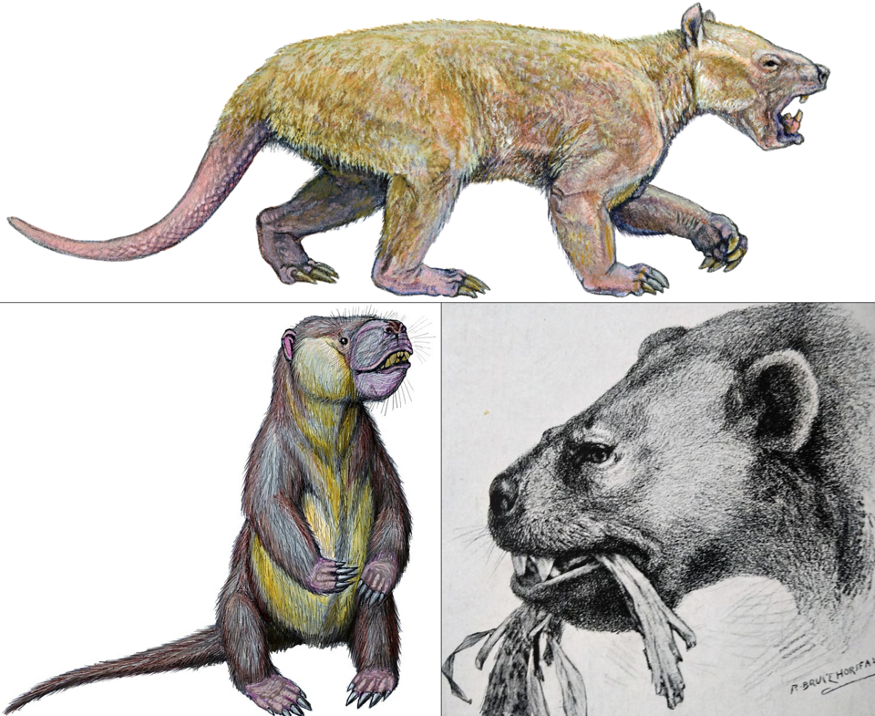 Taeniodonts: The Enigmatic Rooters of Early Mammal Evolution
