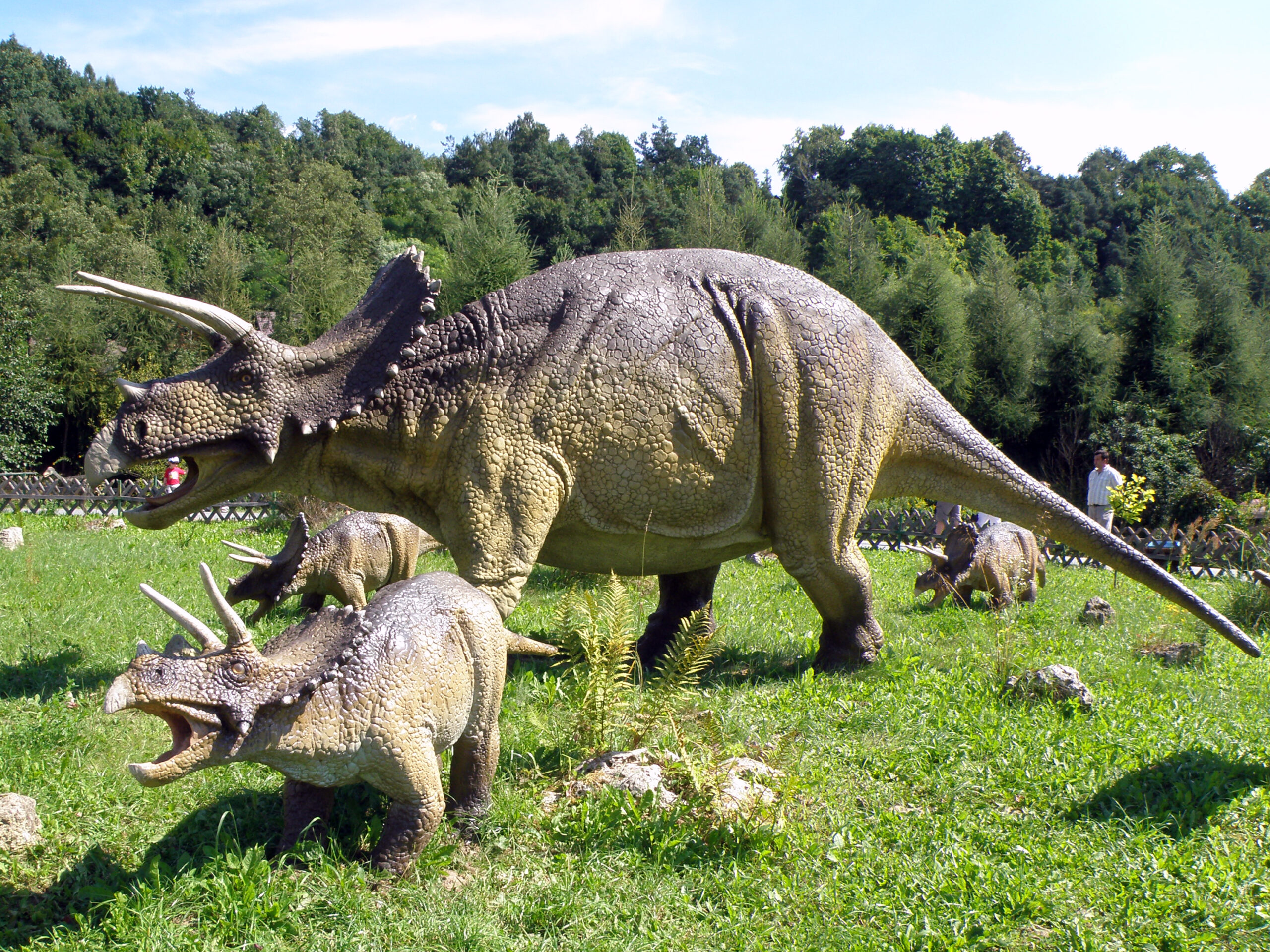 Growing Up Triceratops: From Small Frills to Giant Skulls