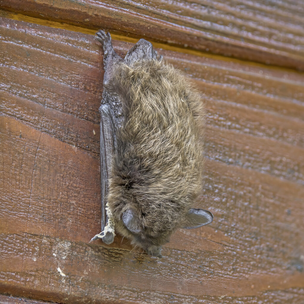10. New Himalayan Bat Species Found Using a Bluetooth Speaker
