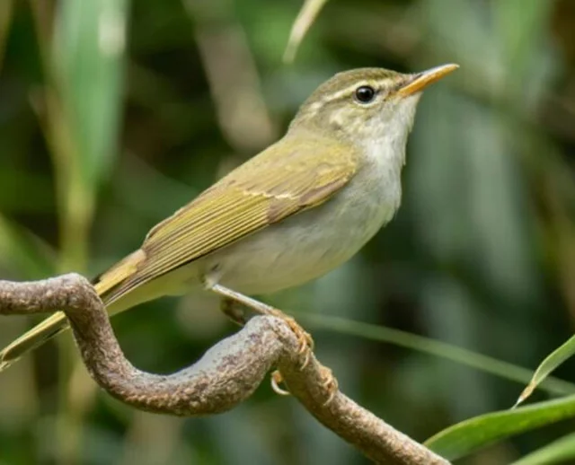 A Cryptic Split Rewrites Ornithological History