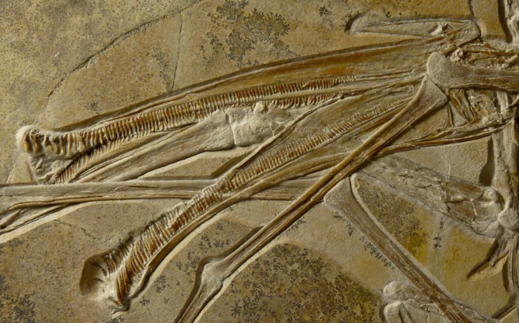 A Chance Discovery in Fossil-Rich Cliffs