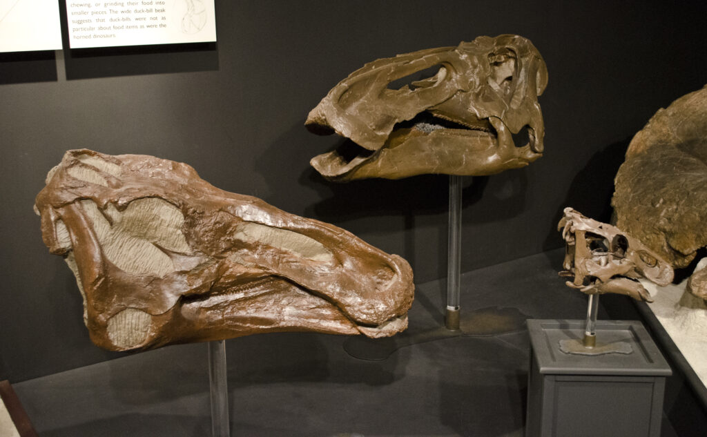 A Nursery in the Frozen North