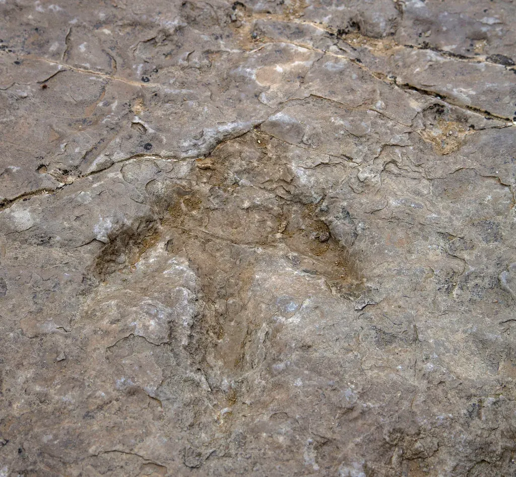 Remarkable Fossil Tracks Reveal How Herds of Dinosaurs Once Roamed Ancient Lands