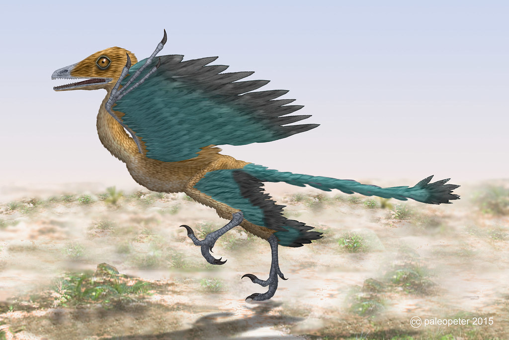 Why Feathers Evolved Before Flight