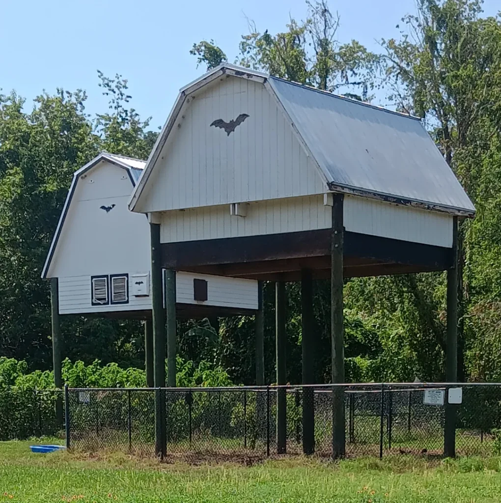 A Rare Success in Sweltering Conditions