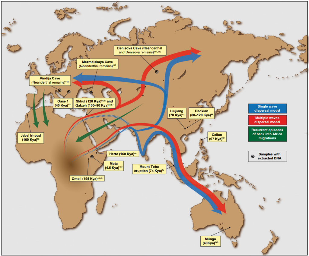 The African Exodus and the Role of Shifting Herbivore Ranges 