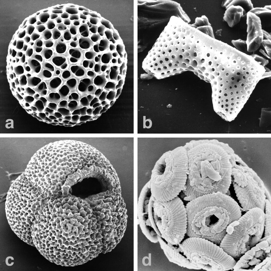 2. The Apex Chert Microfossils: Life at 3.5 Billion Years