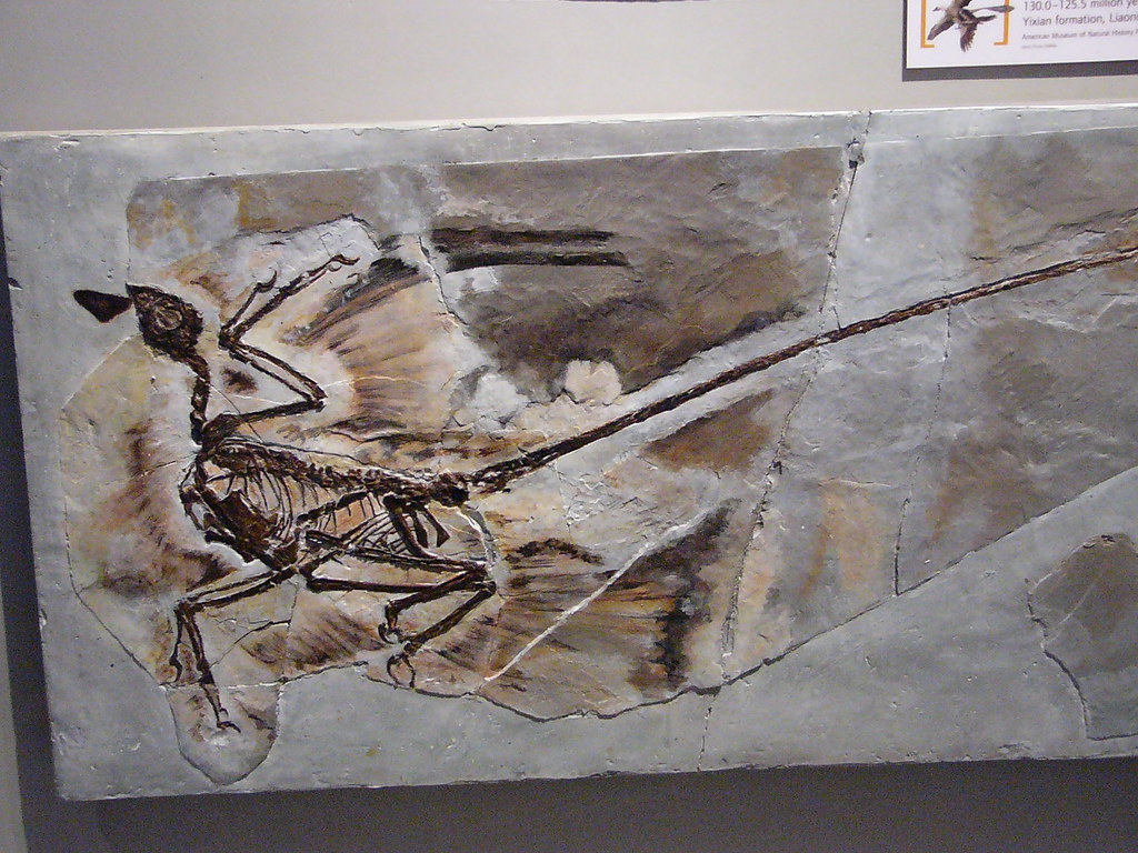 The Fossil Clues Hidden in Microscopic Pigment Structures